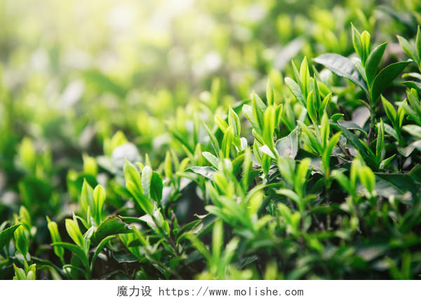 绿色植物茶山背景图片